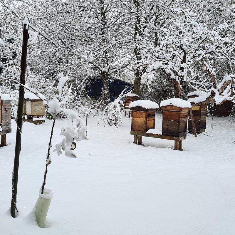 Copper Bee Apiary in the Snow